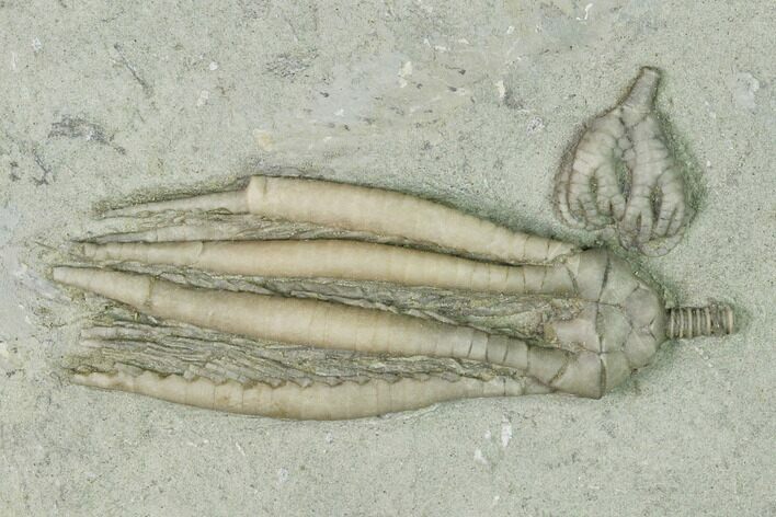 Two Fossil Crinoids (Taxocrinus & Parascytalocrinus) - Indiana #150440